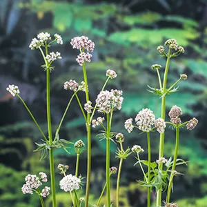 Valeriana officinalis p9