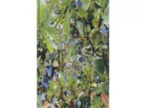 Veronica beccabunga p9